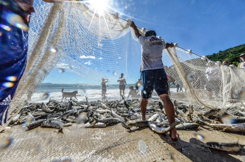 Pesca da Tainha começa em Santa Catarina Fique atento às regras para